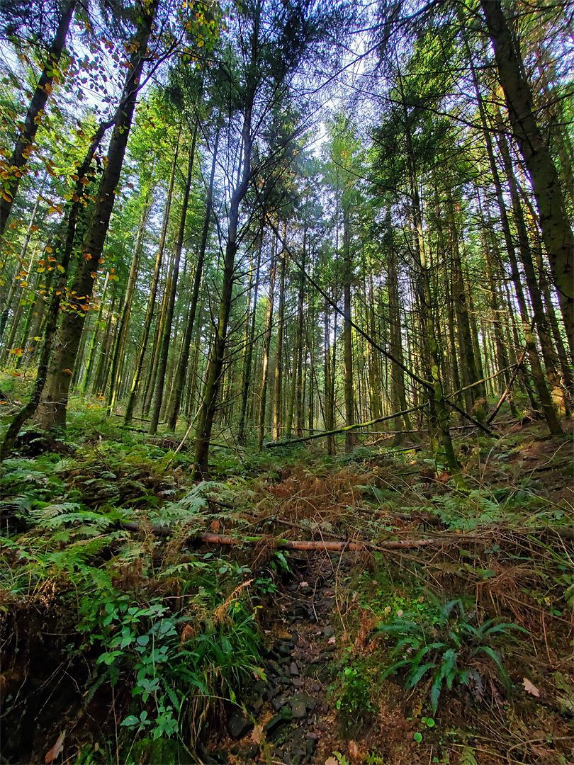 Conifers and ferns