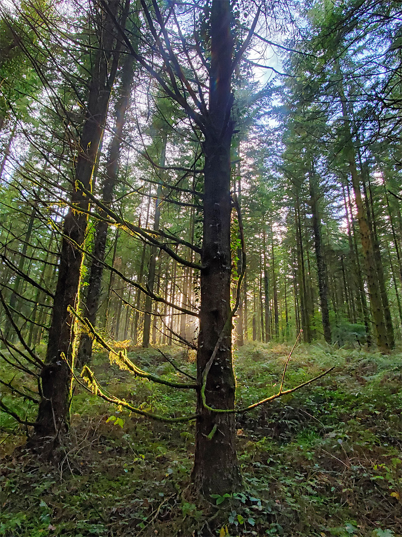 Sun on conifers