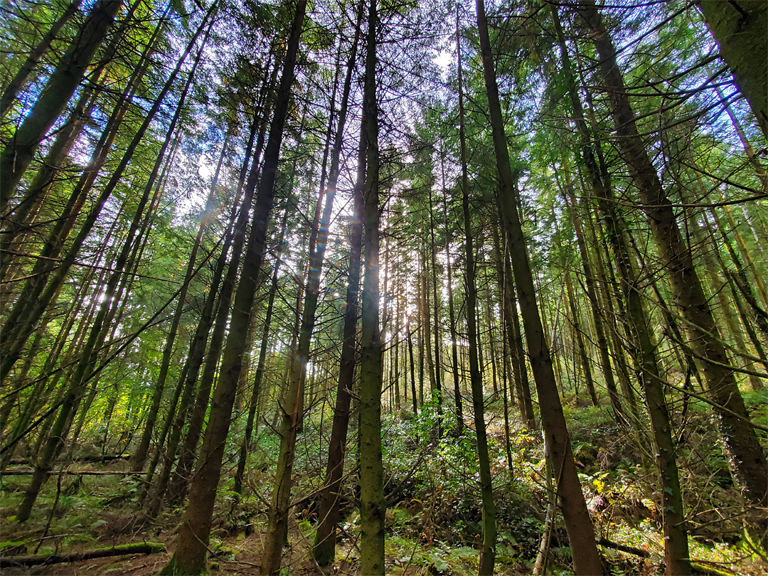 Conifer woodland