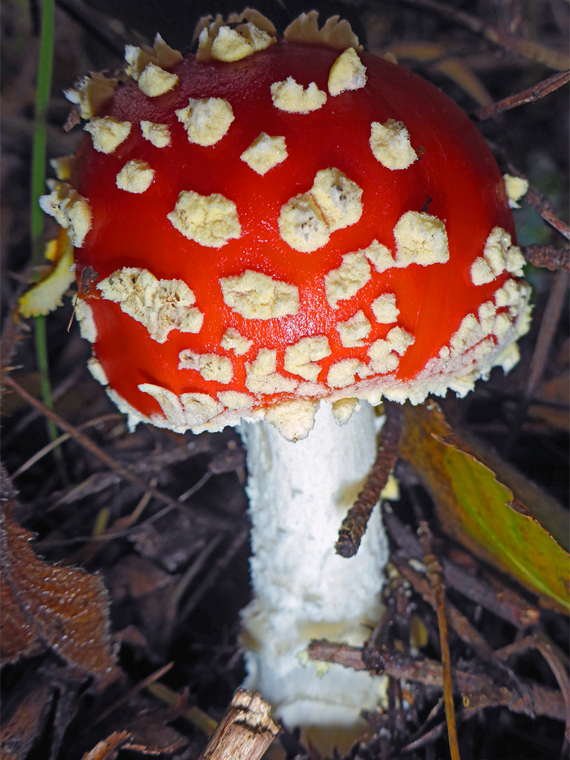 Fly agaric