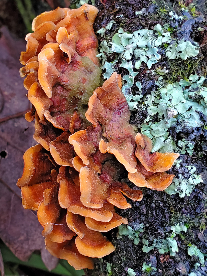 Hairy curtain crust