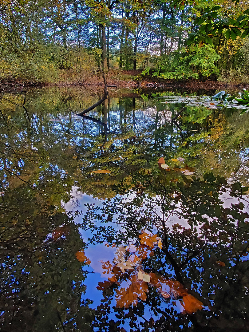 Leaves under the water