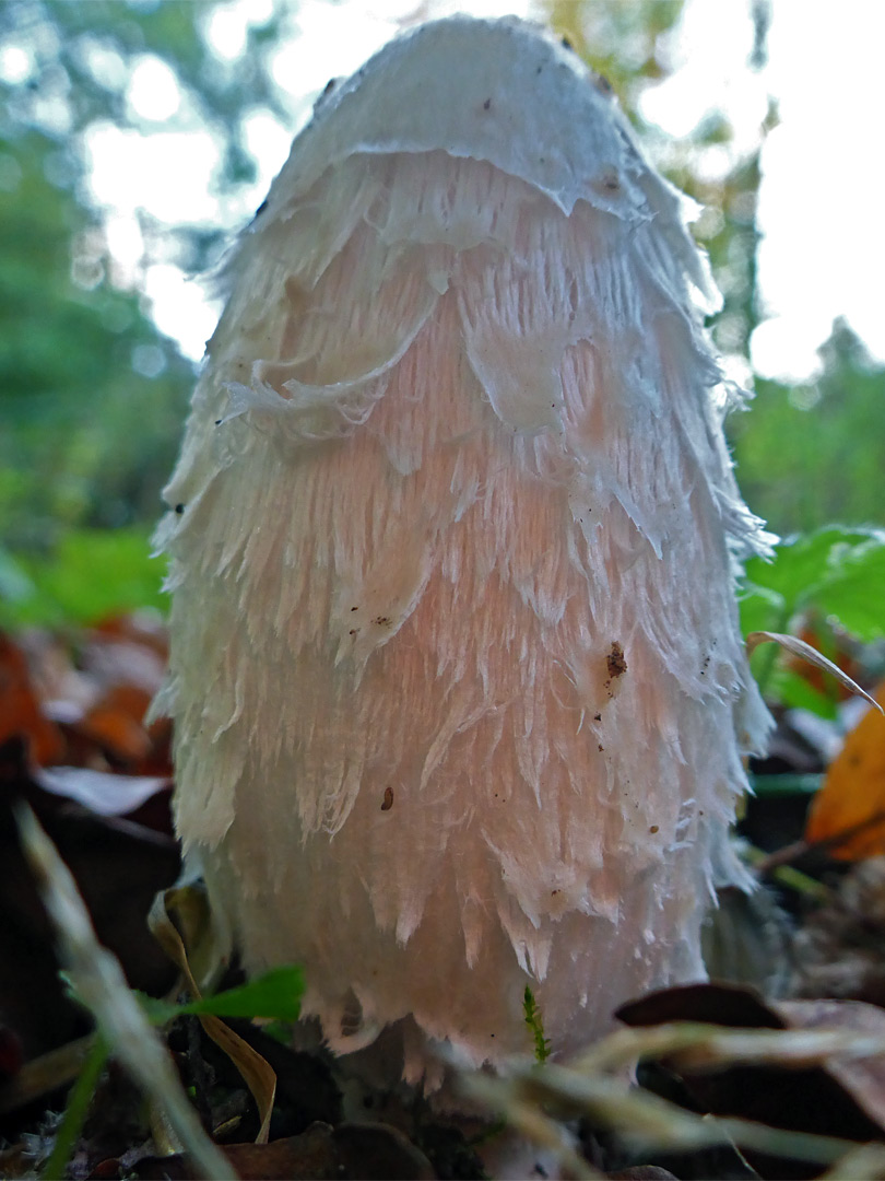 Shaggy inkcap