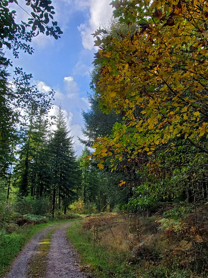 Track through the woods