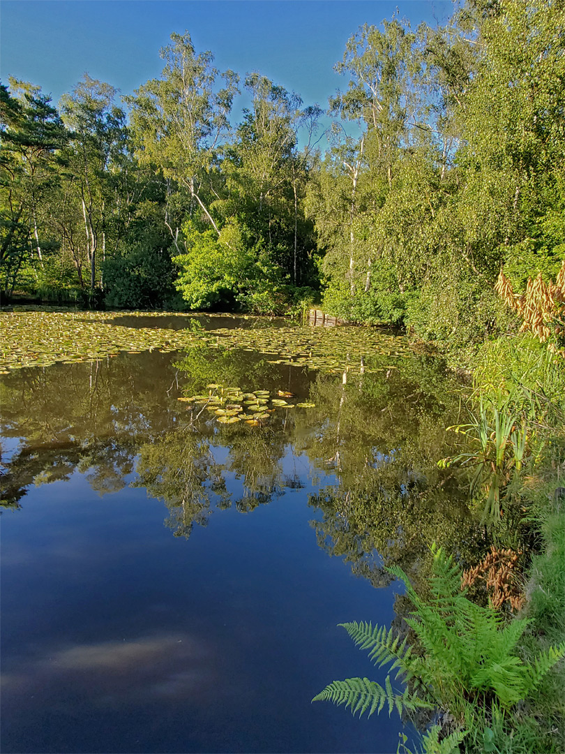 Edge of a pond