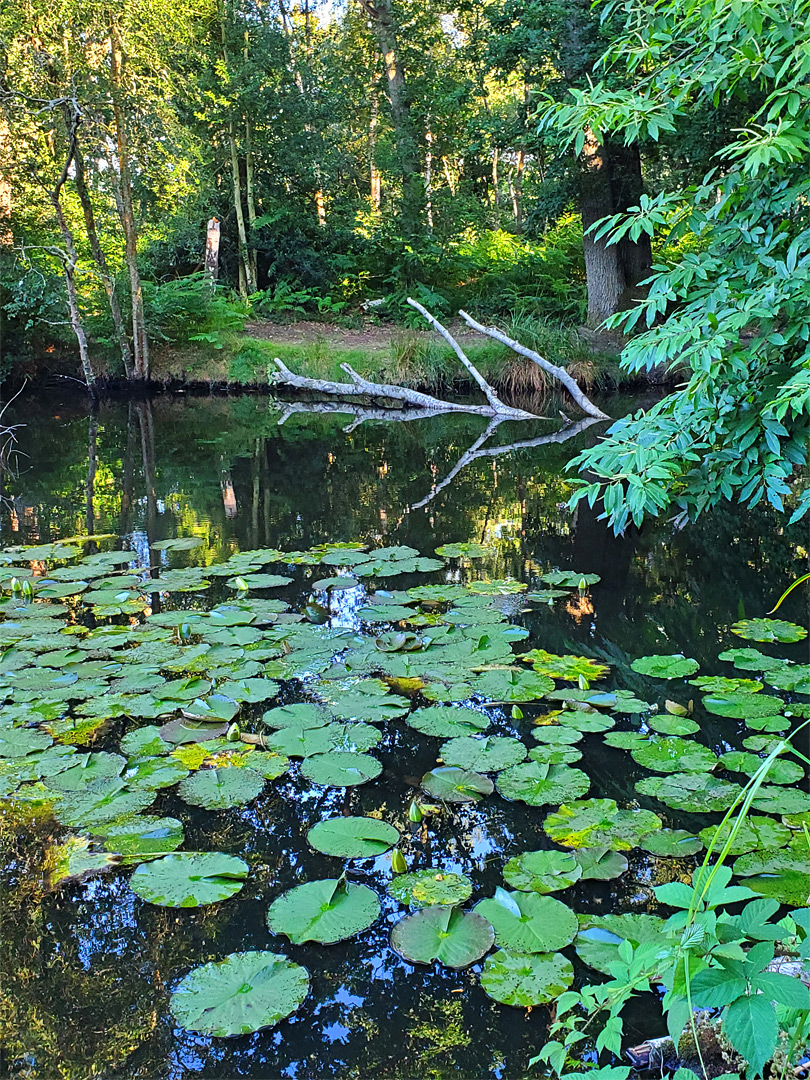 Lily pads