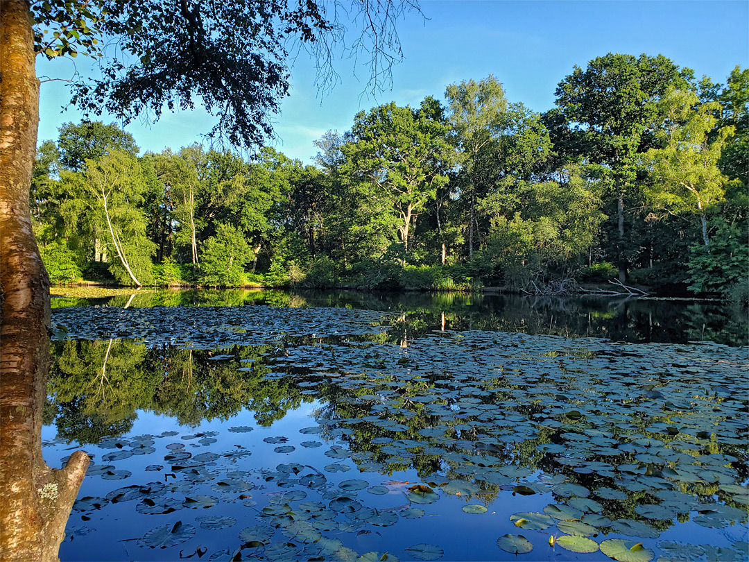 Fish Pond