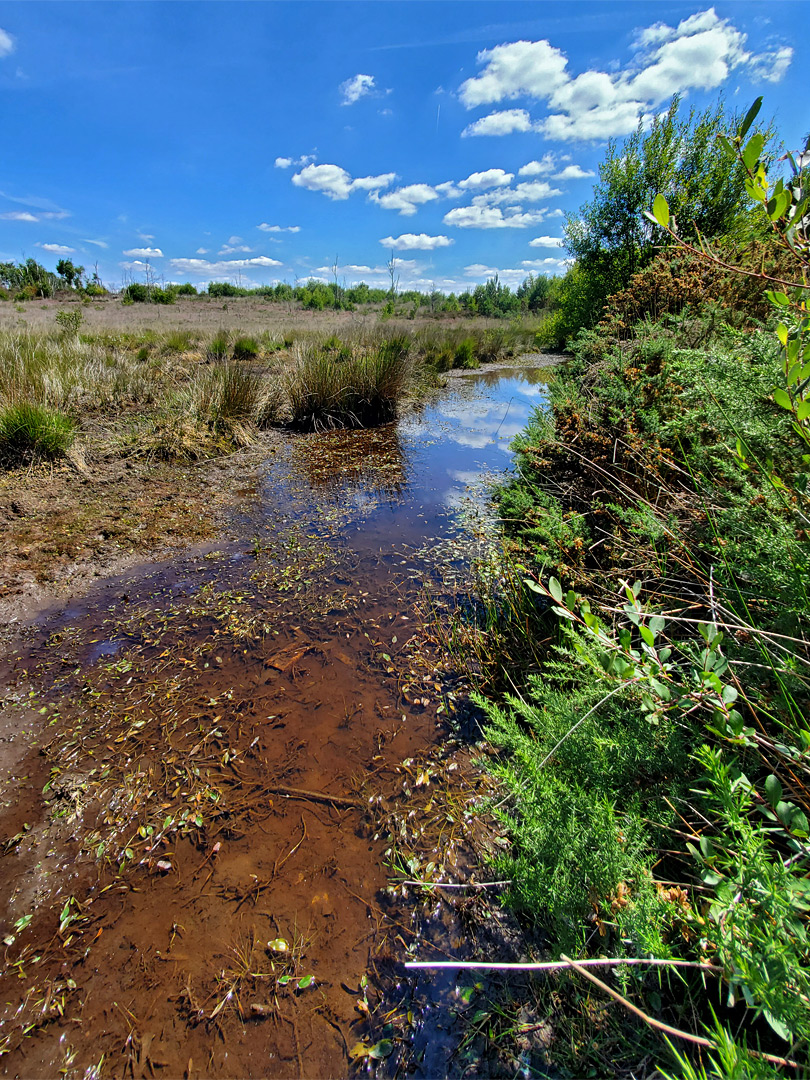 Boggy pool