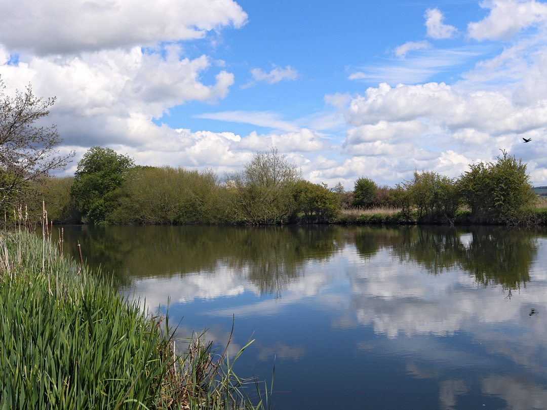 Reeds by the river