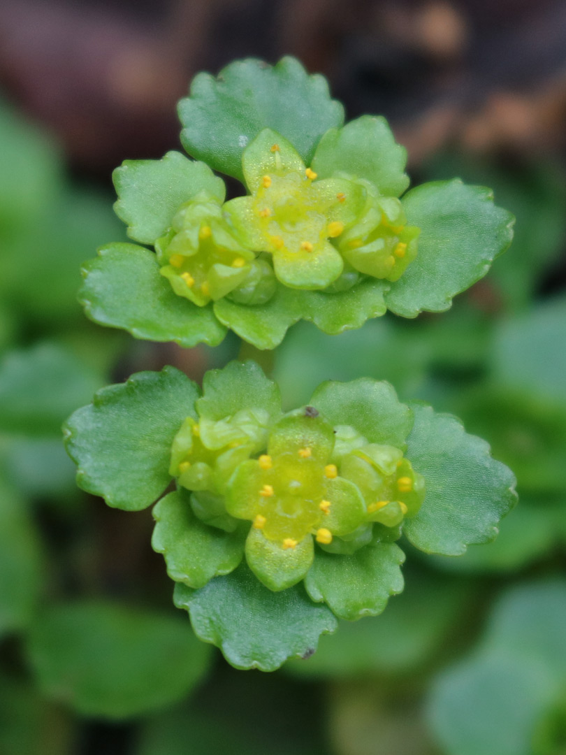 Opposite-leaved golden saxifrage