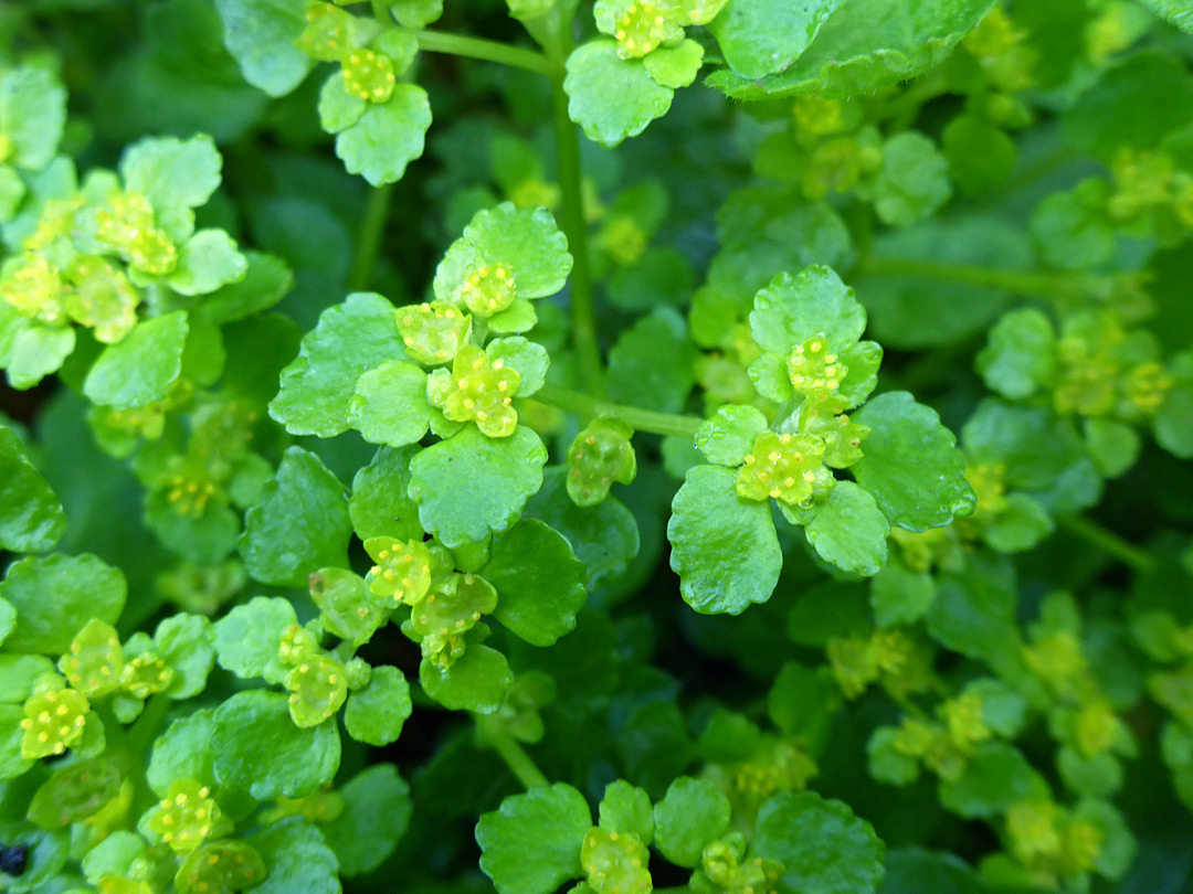 Opposite-leaved golden-saxifrage