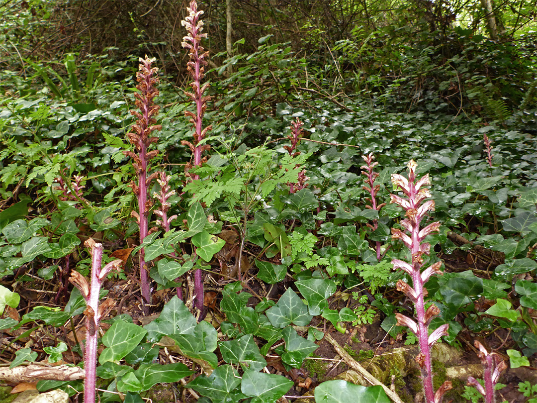 Ivy broomrape