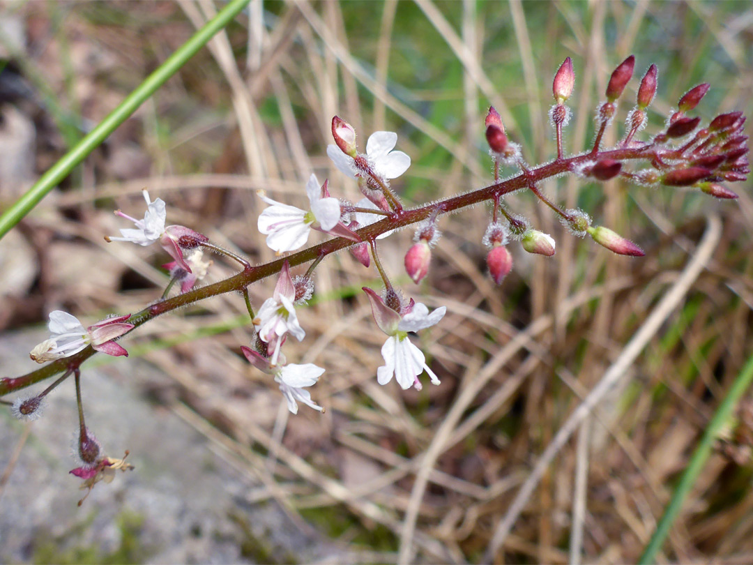 Small white flowers