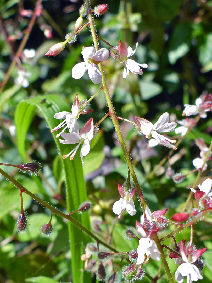 Enchanter's nightshade