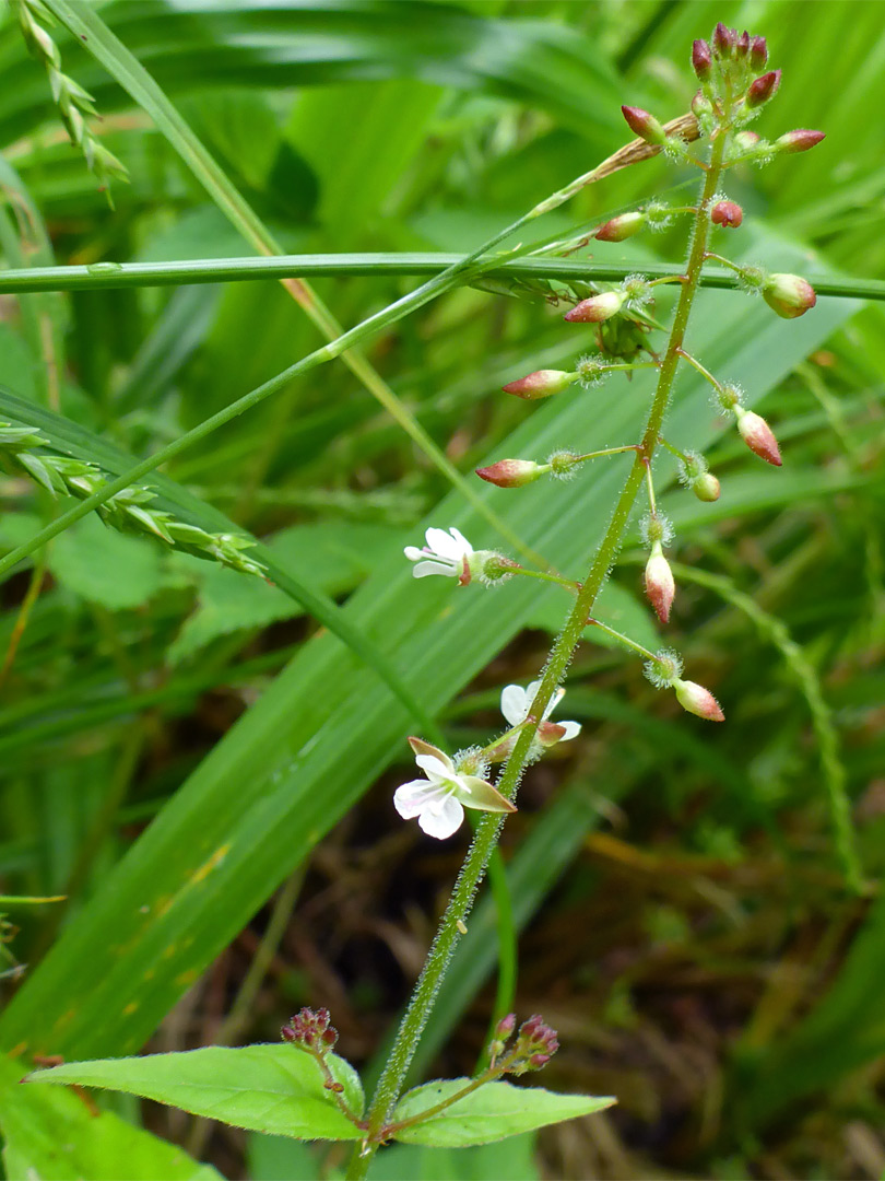 Delicate flowers