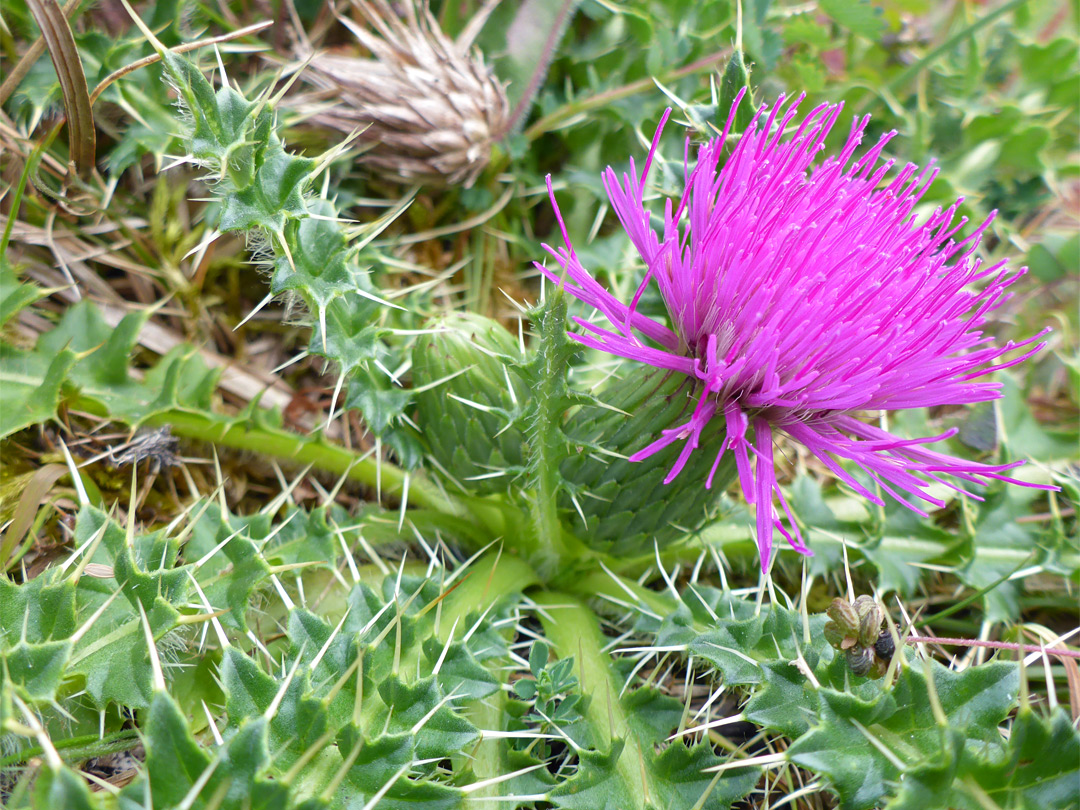 Flowerhead and leaves