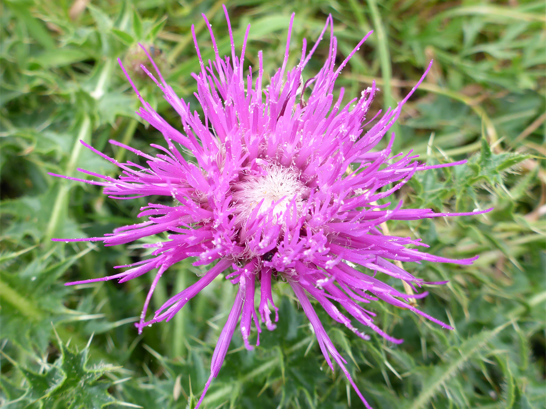 Dwarf thistle