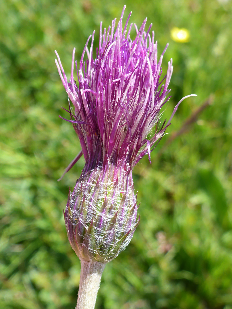 Meadow thistle