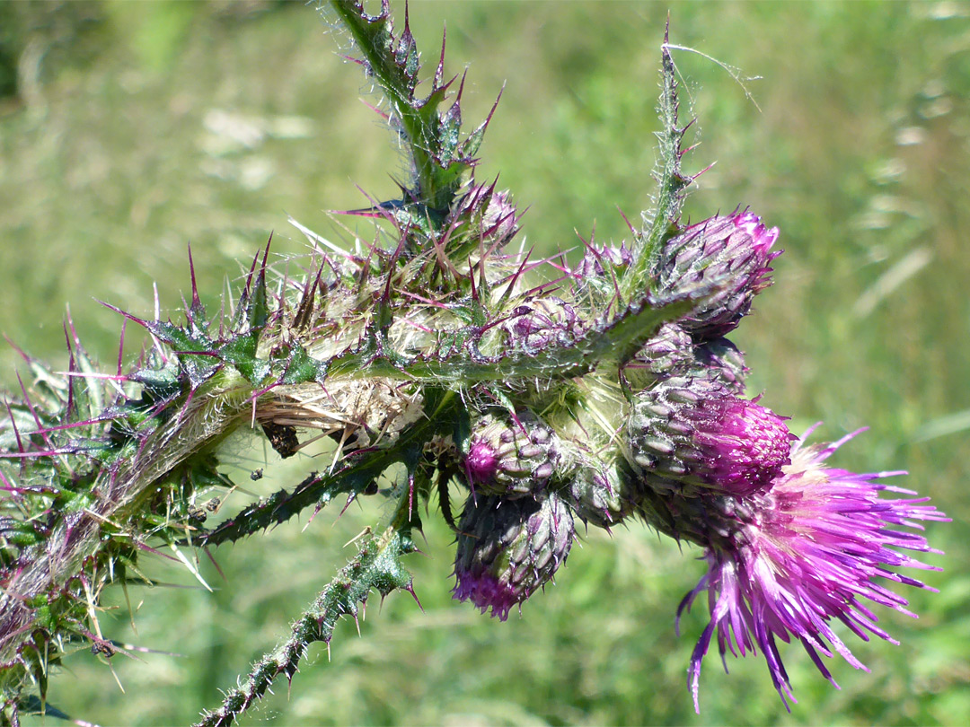 Marsh thistle