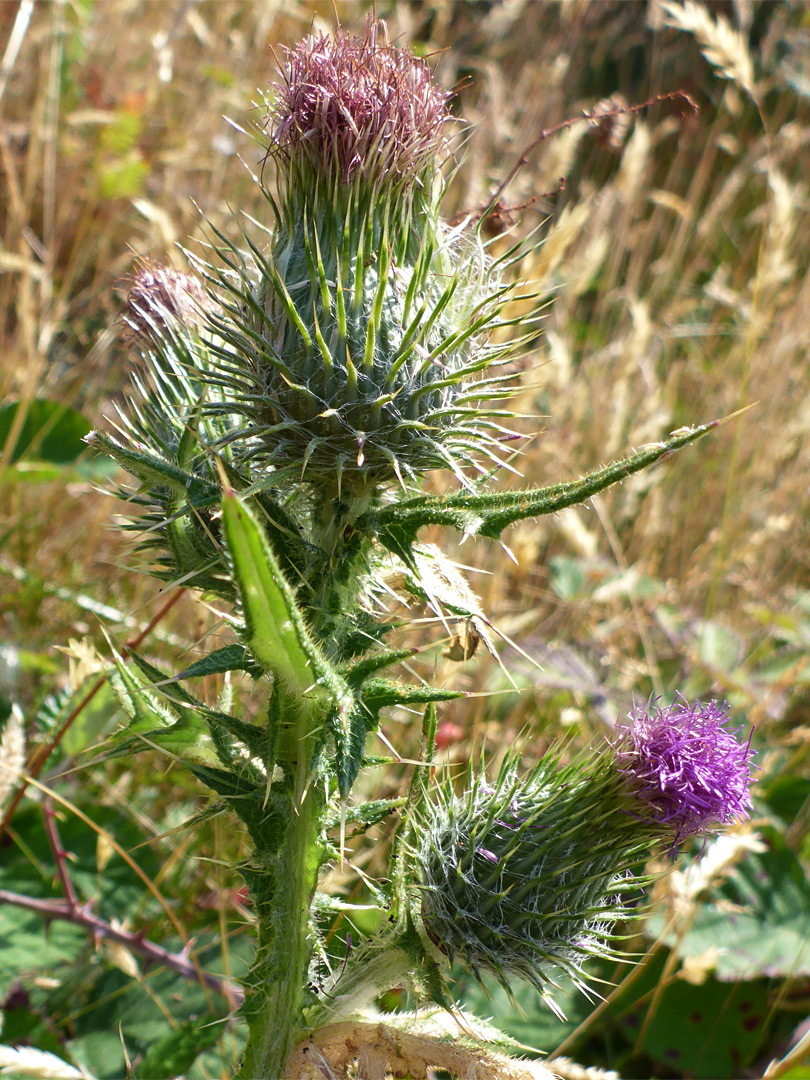 Spear thistle