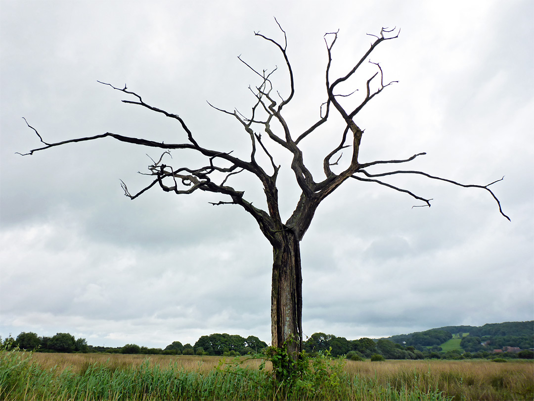 Dead tree