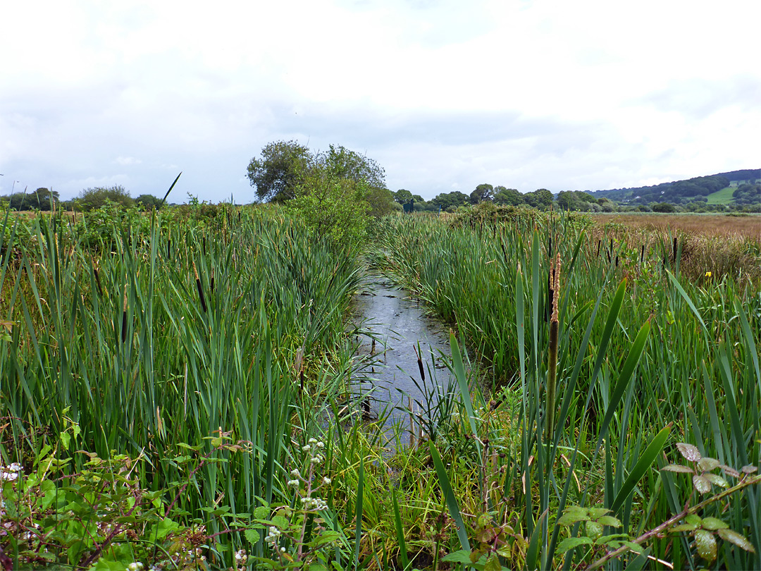 Reeds