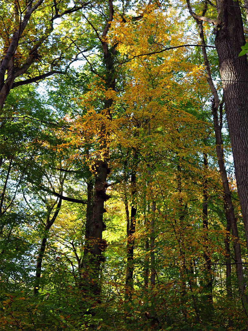 Autumnal trees