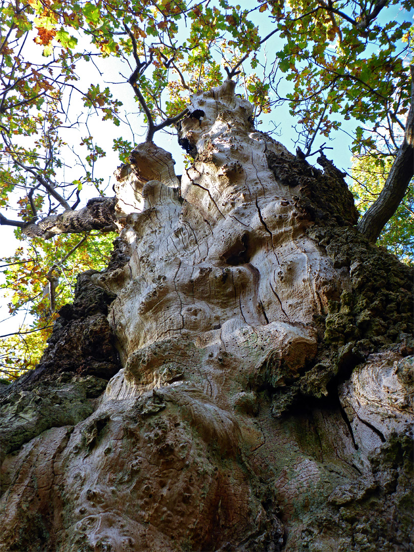 Barkless trunk