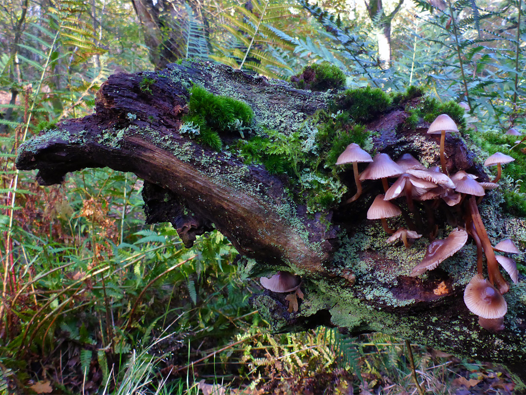 Protruding stump