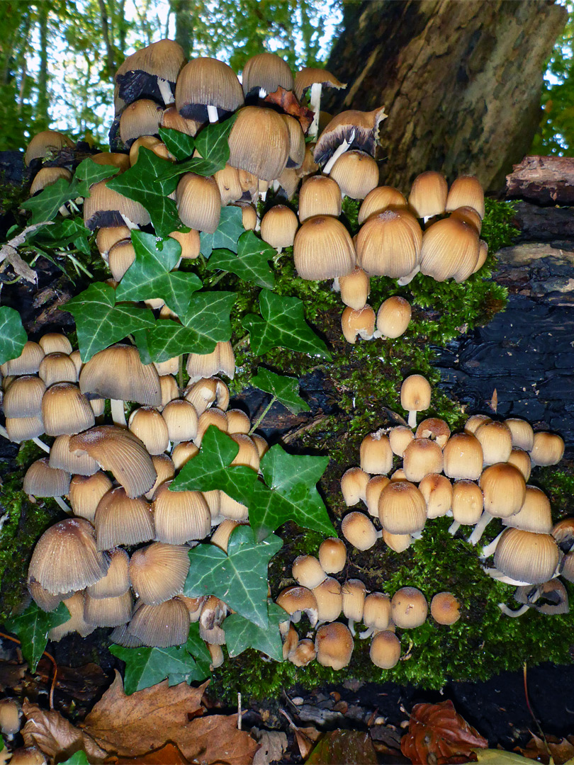 Group of mushrooms