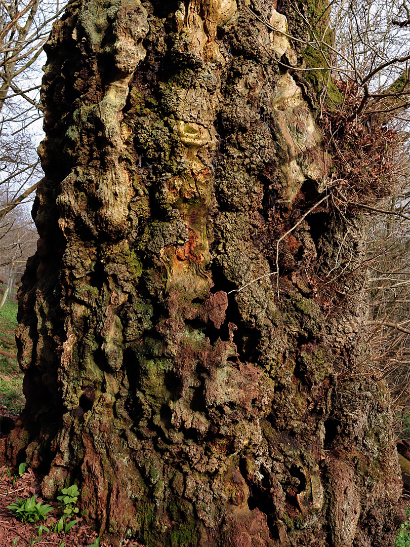 Reddish bark