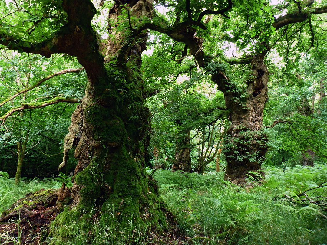 Oak trees