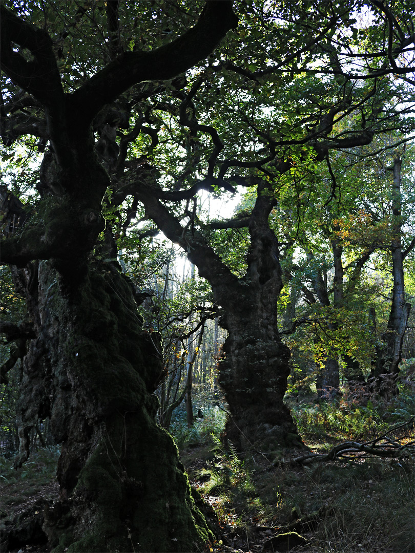 Ancient oaks