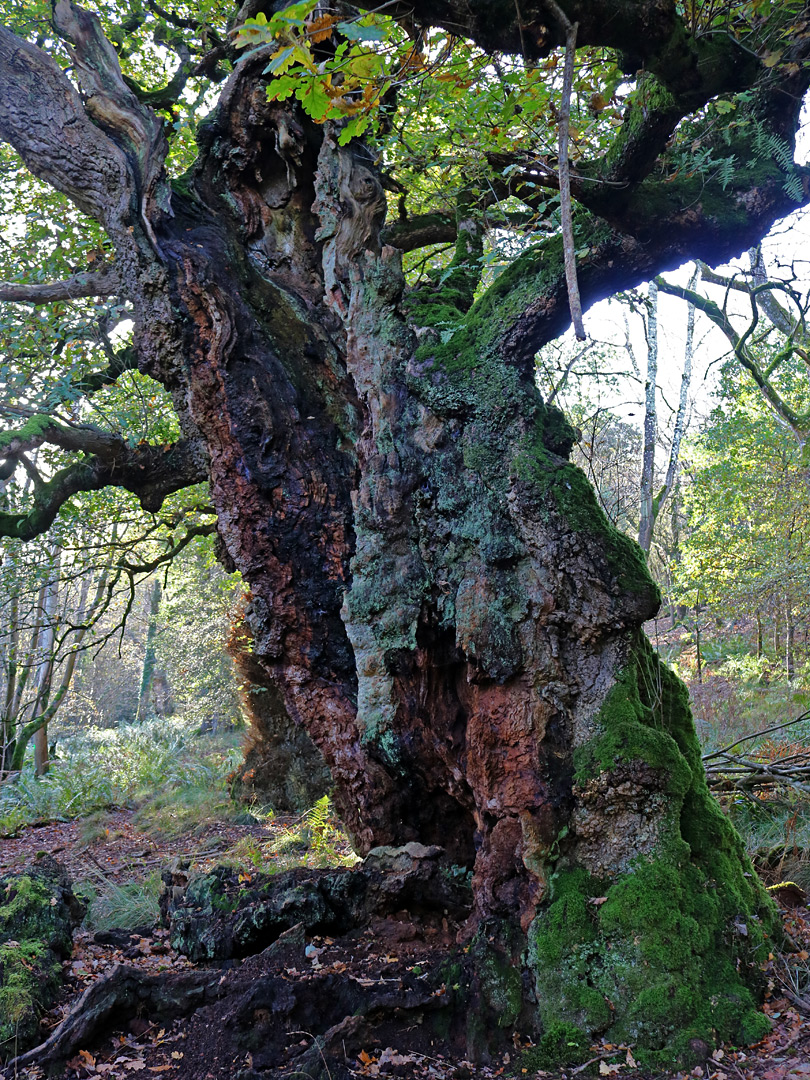 Reddish bark