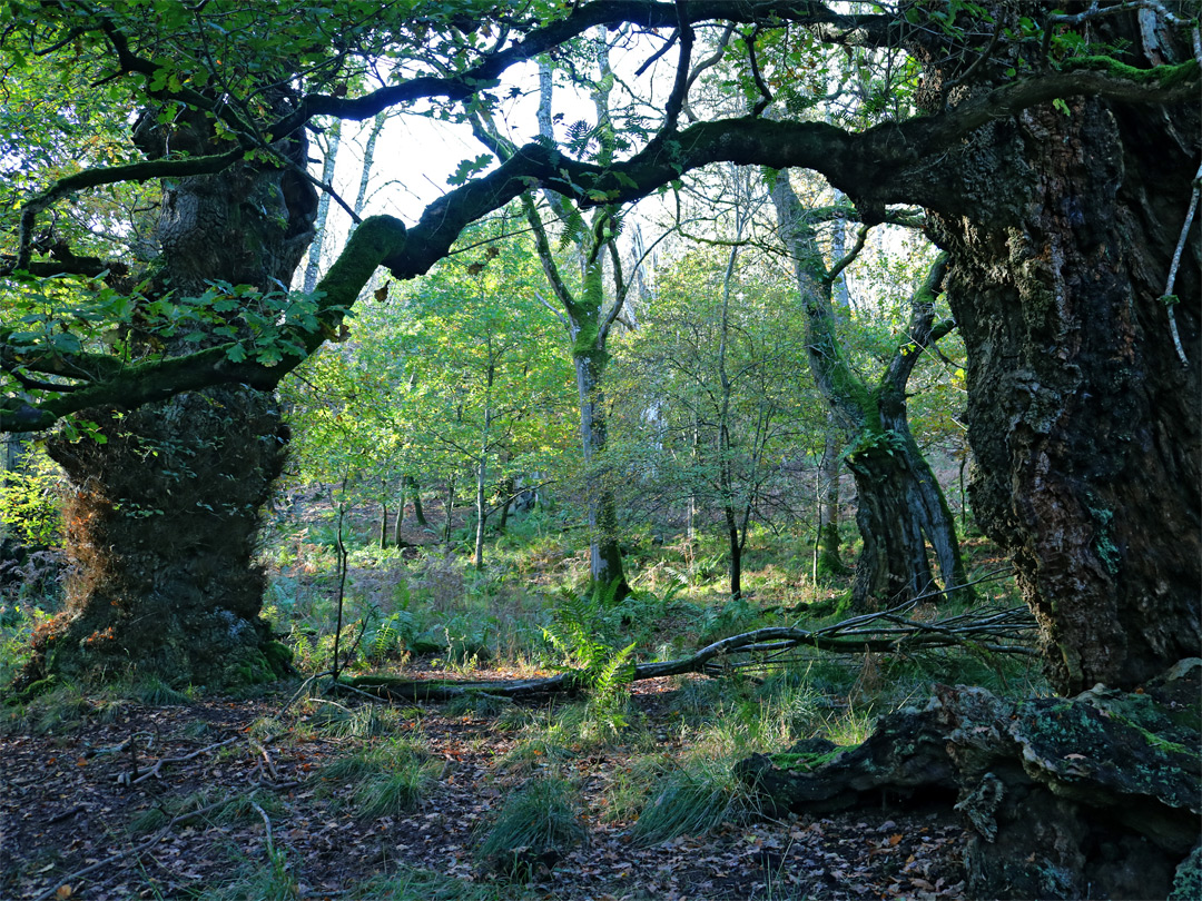 Oak trees