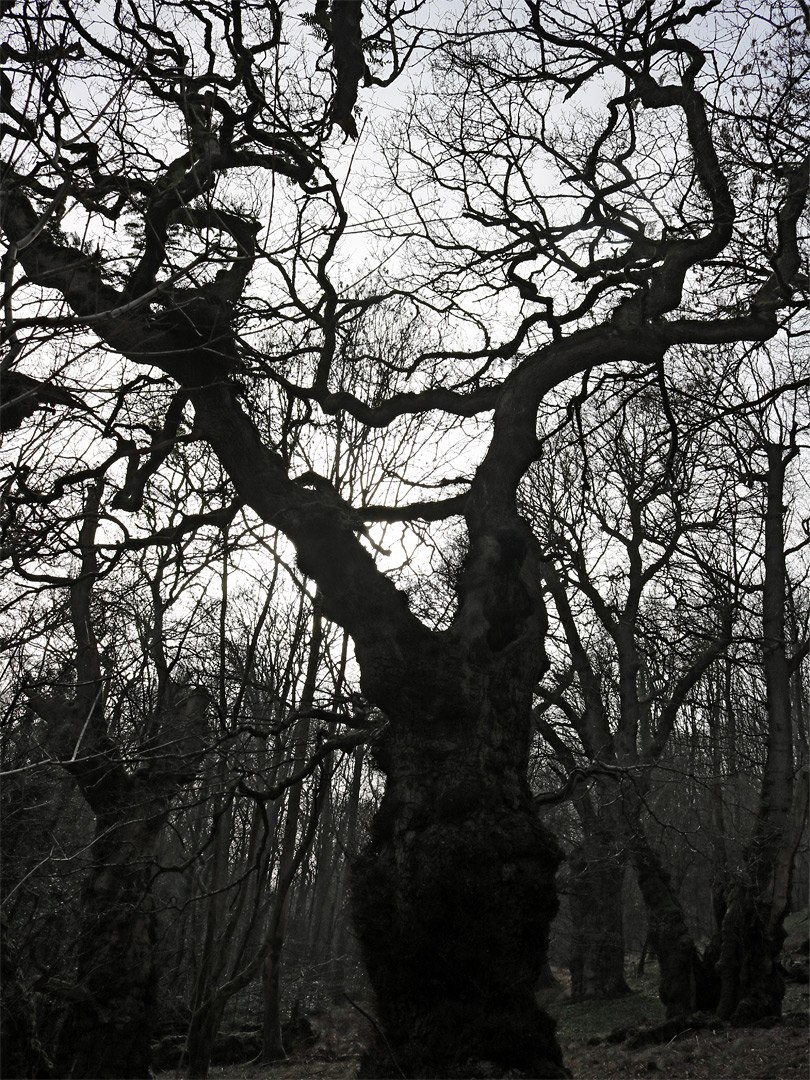 Tree silhouette