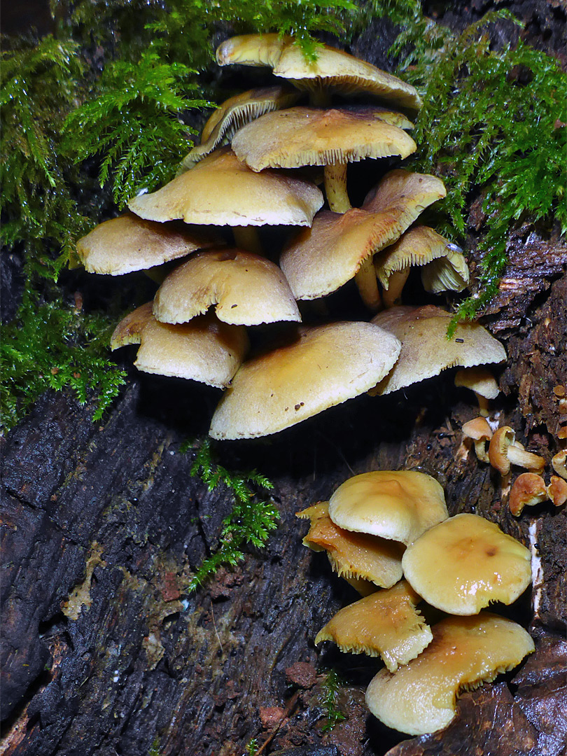 Sulphur tuft