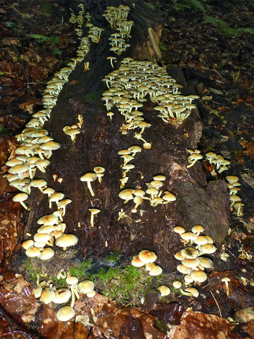 Fungi on a tree trunk