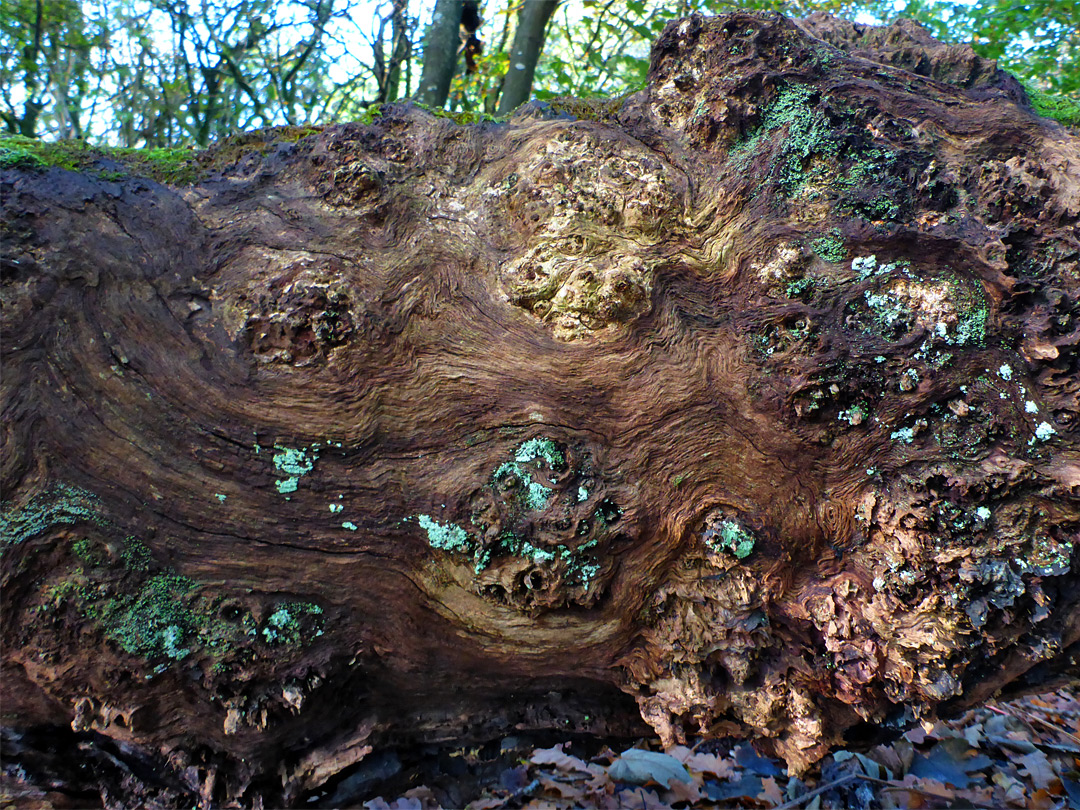 Green lichen