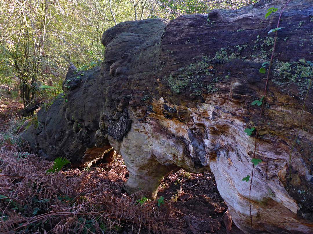 Fallen oak