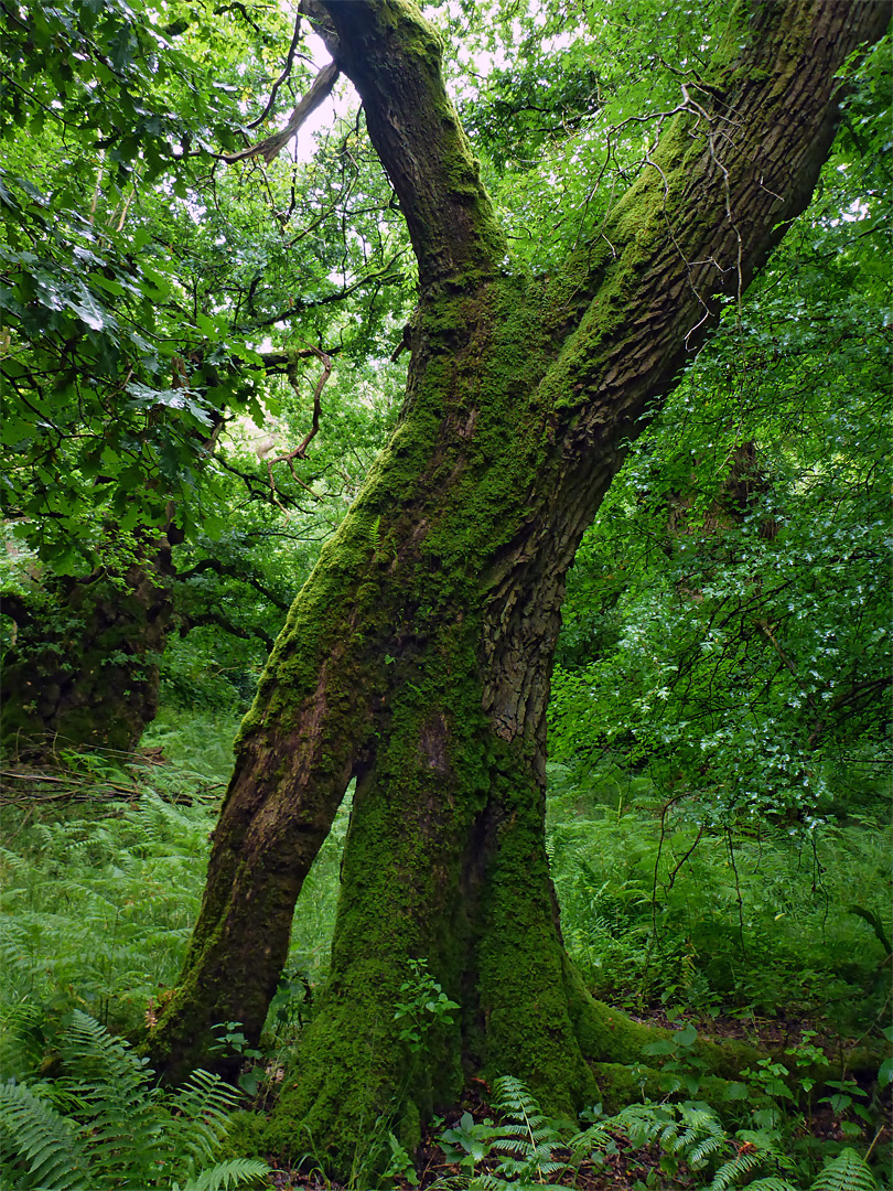 Split tree