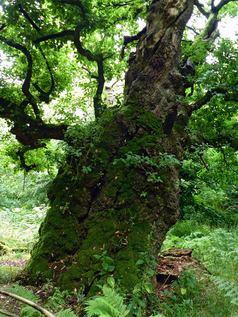 Mossy tree