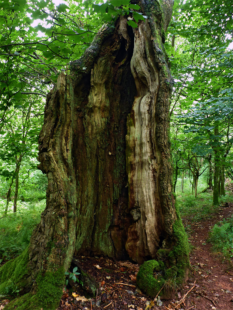 Hollow trunk