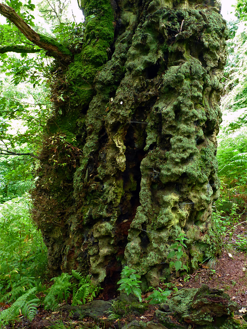 Lichen-covered trunk