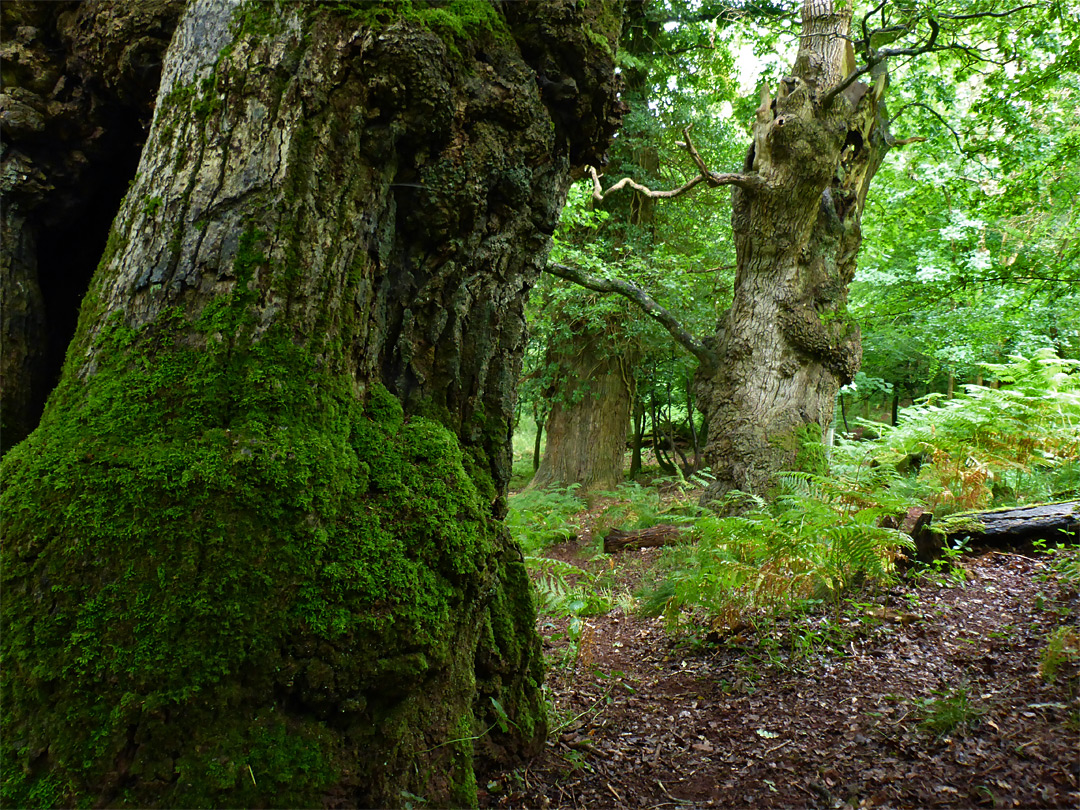 Ancient woodland