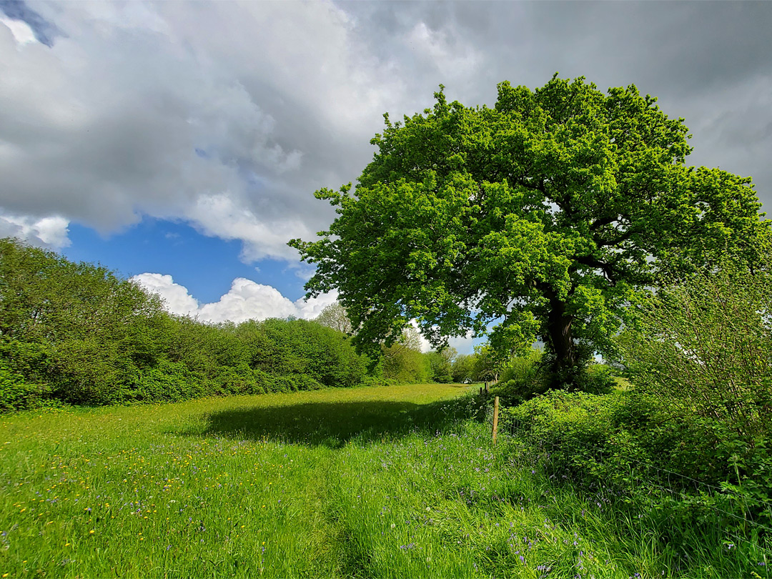 Large tree