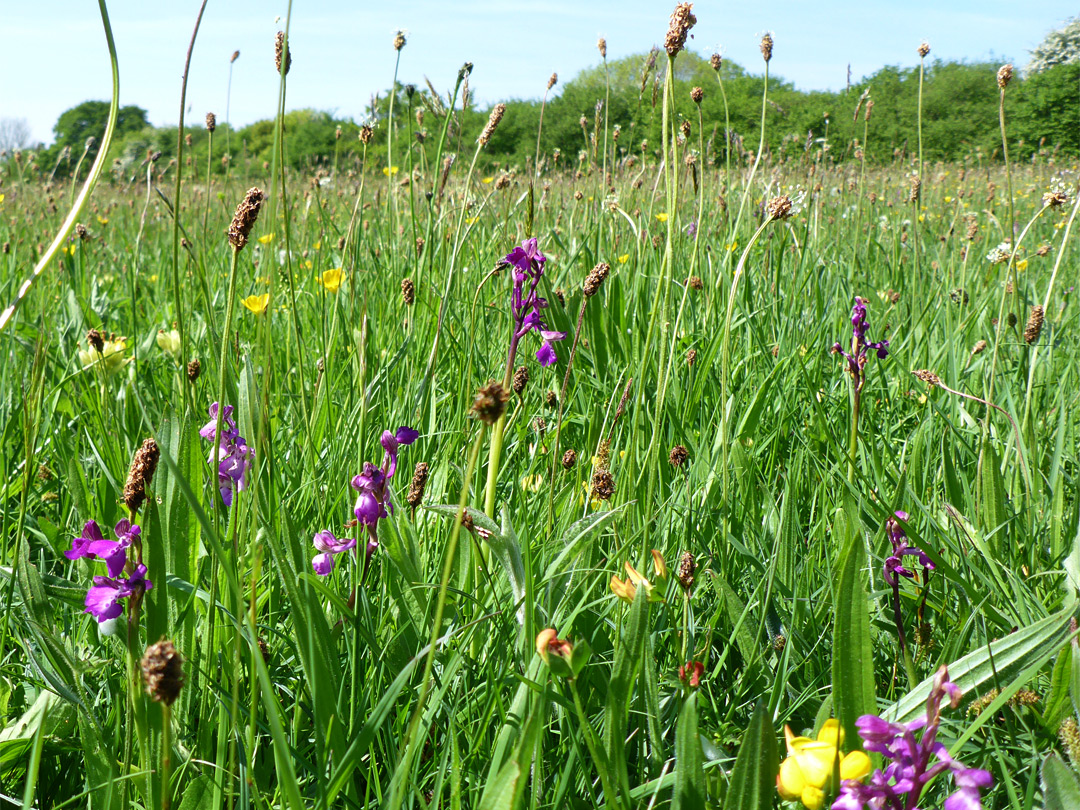 Wildflowers