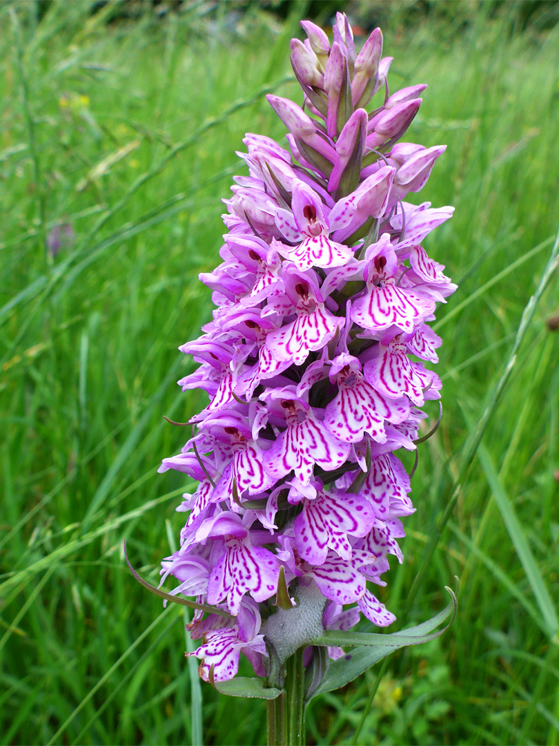 Common spotted orchid