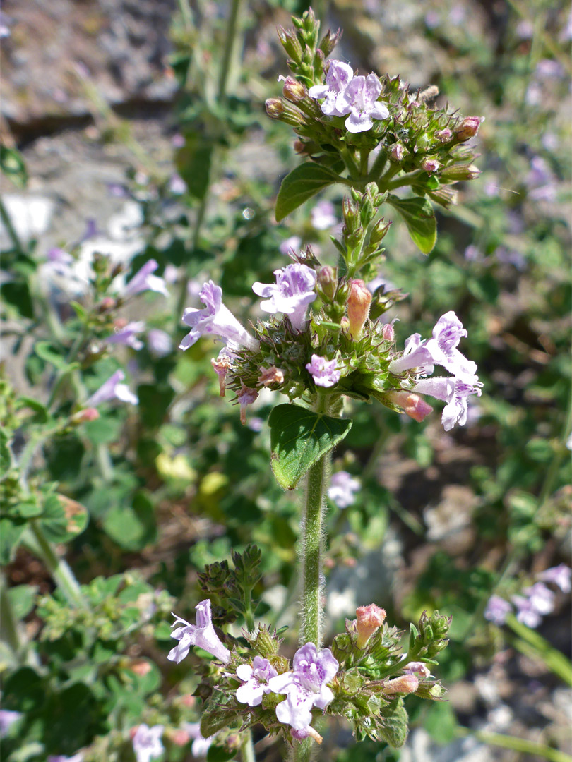 Common calamint