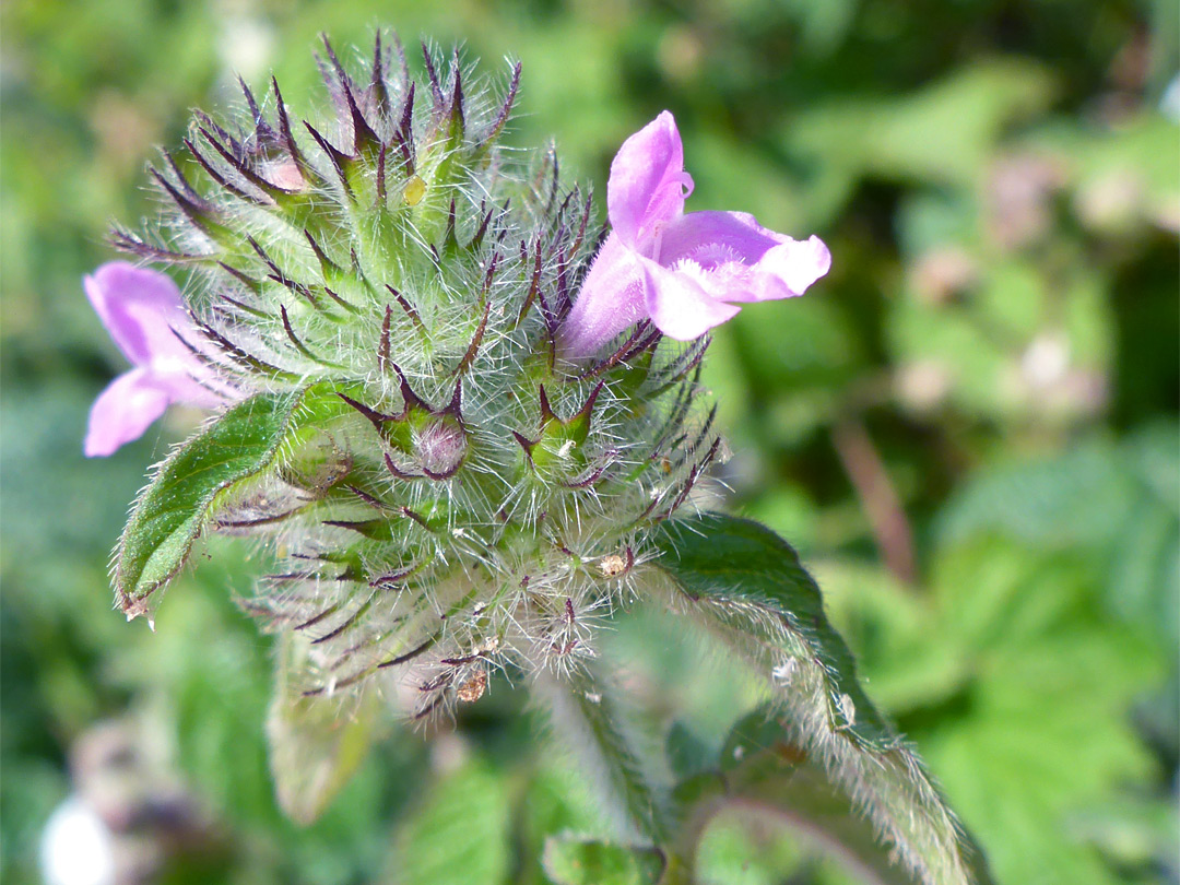 Flowers and bracts